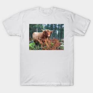 Scottish Highland Cattle Cow 2134 T-Shirt